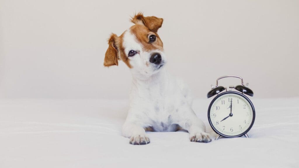 Do dogs understand time? Facts that will amaze you