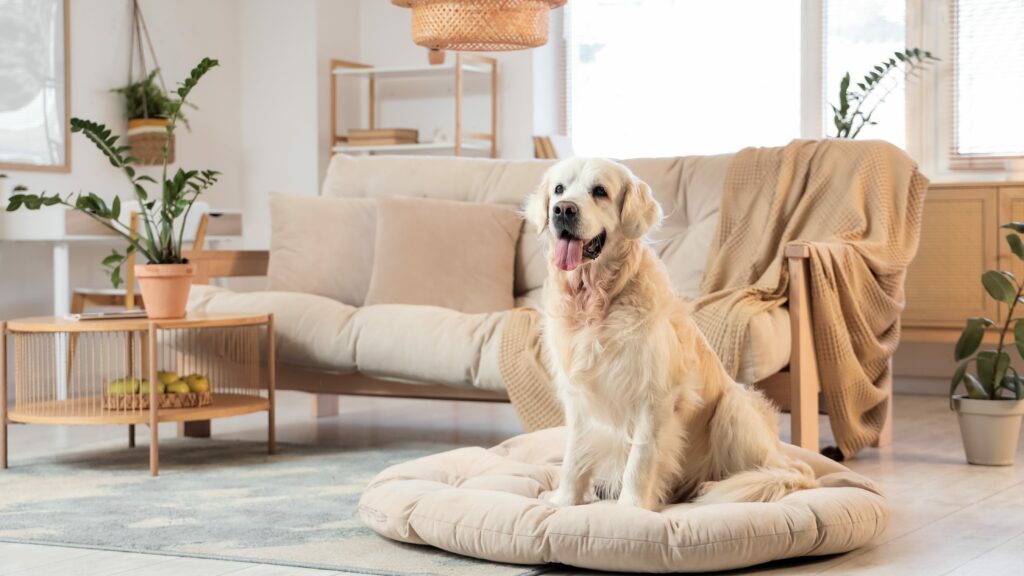 Dog stars of today: which breeds have conquered the world?