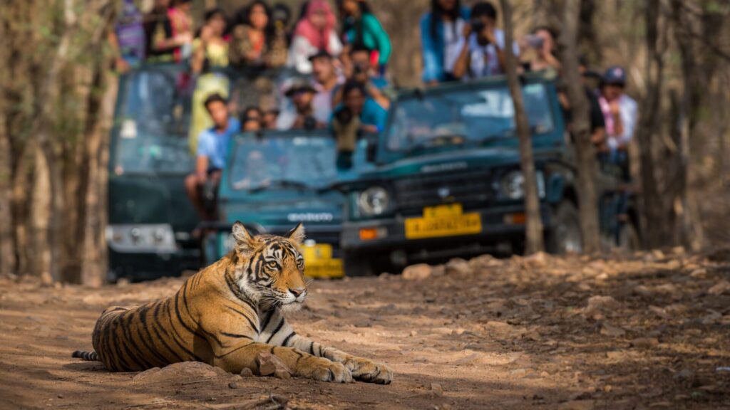 Ranthambore National Park attracts Bengal tigers