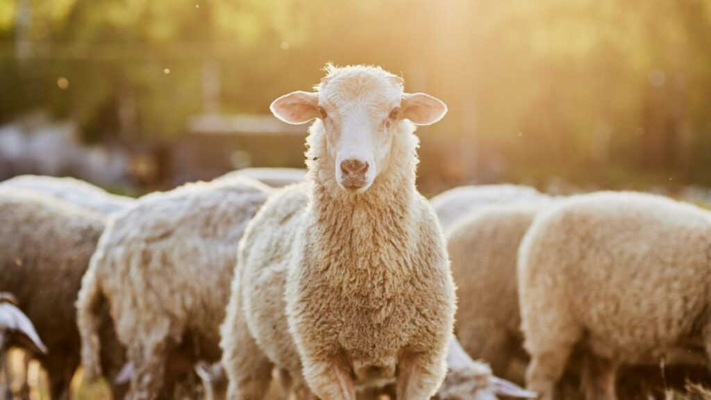 Comfortable, eco-friendly, health-friendly: Merino wool products were known to the kings of old