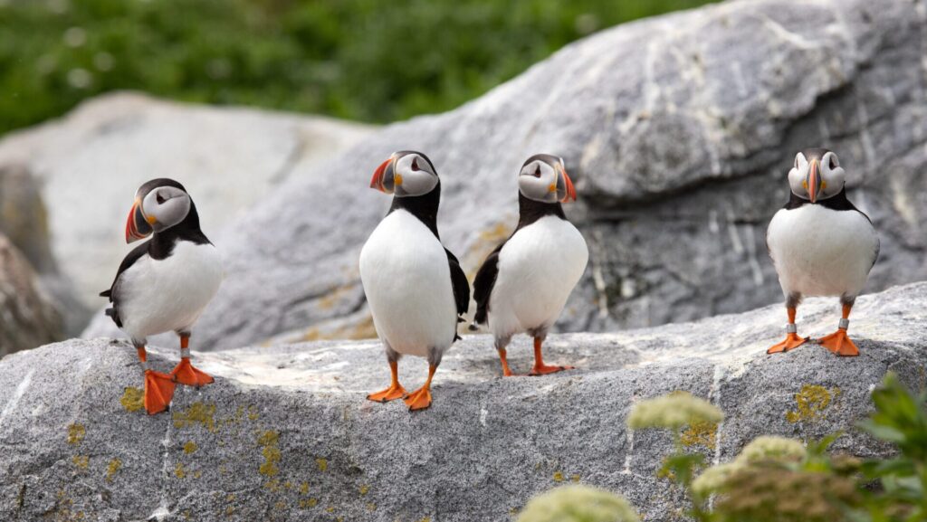 In Iceland, the rescue of puffins is a tradition in which whole families participate.