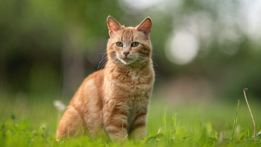 Plants that you can plant in your garden are enough to repel cats.