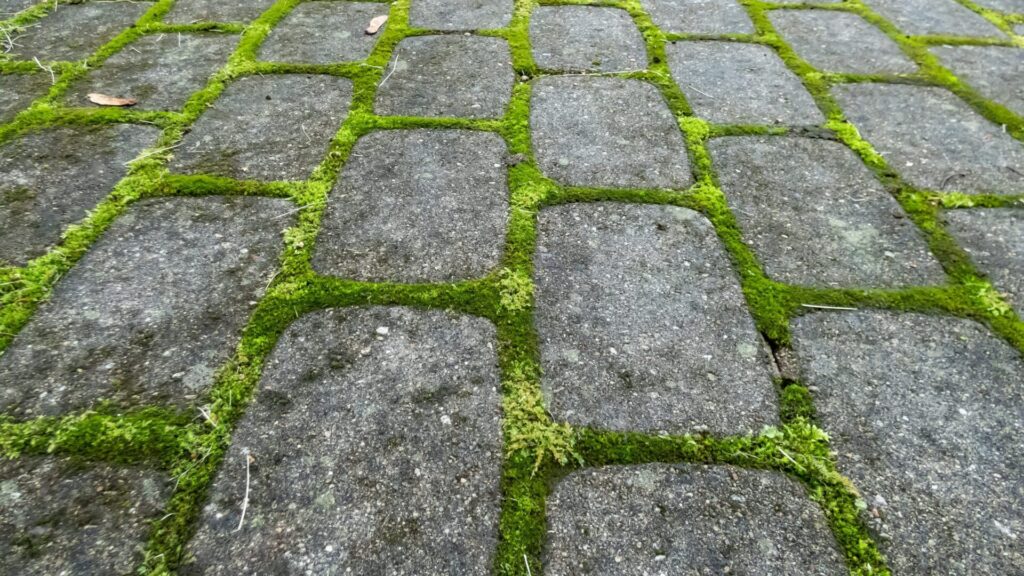 Moss can be removed very simply with the help of a fizzy drink that everyone knows.