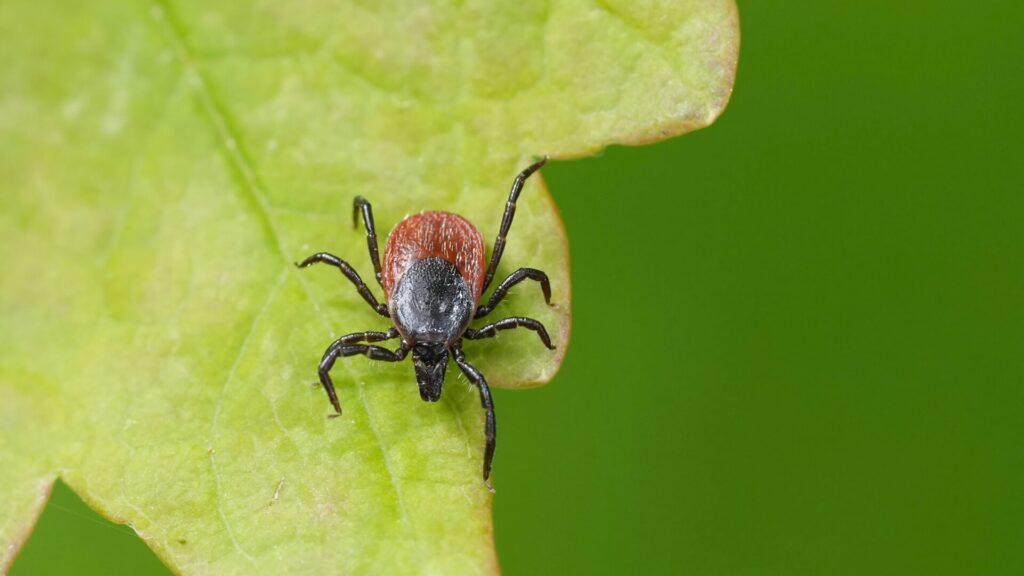 Ticks are carriers of a serious disease.