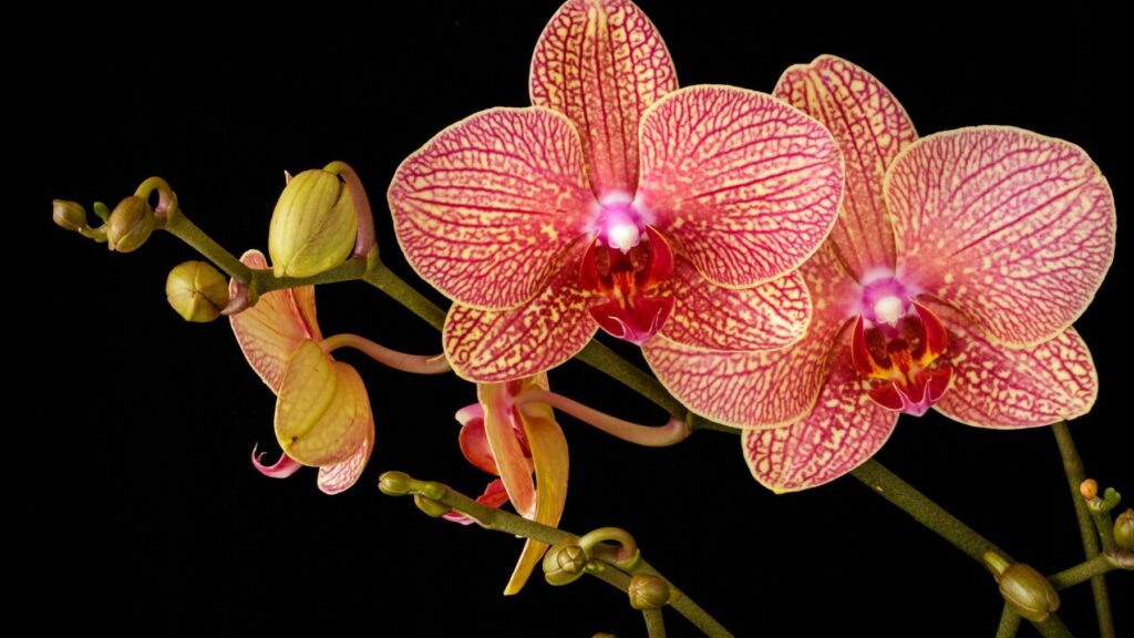 In hot weather, most growers make this mistake. Orchids pay the price.