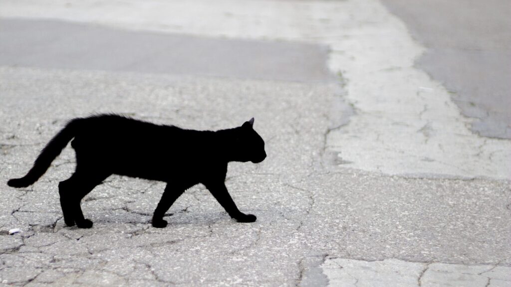 Superstitions that have survived science and logic: And they still guide your decisions