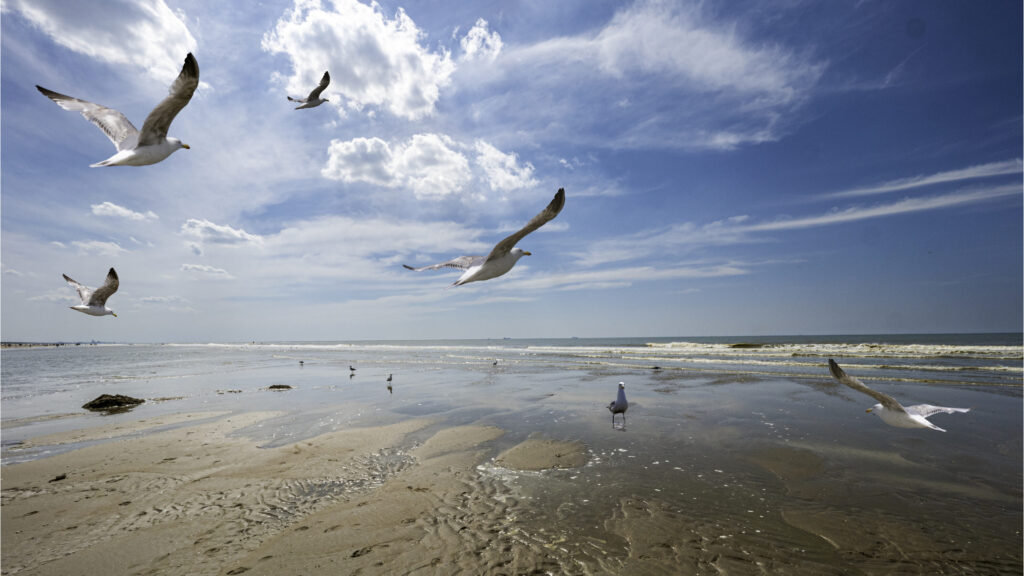 Coastal faces high population decline.