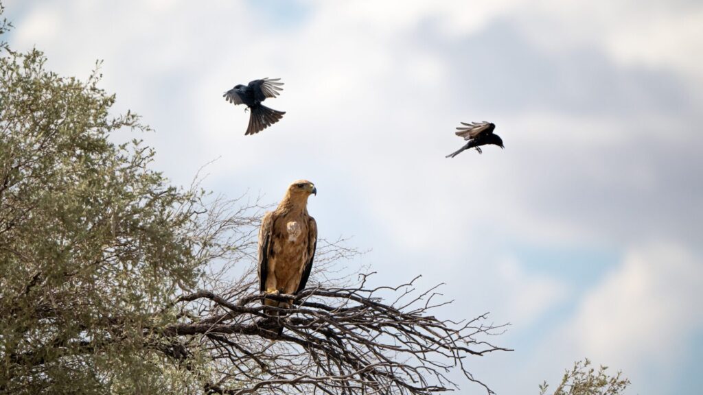 A pet bird? With these, it could cost you your life