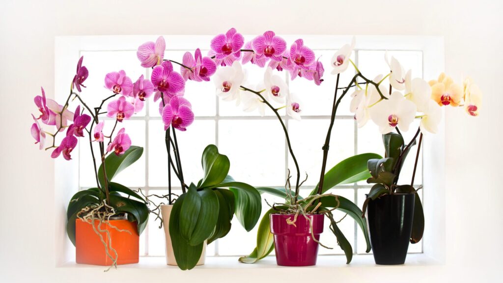 The mistake is that orchids are often overwatered.