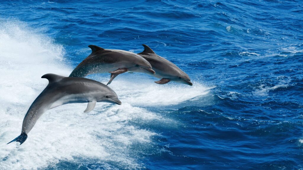 Dolphins are truly intelligent creatures.