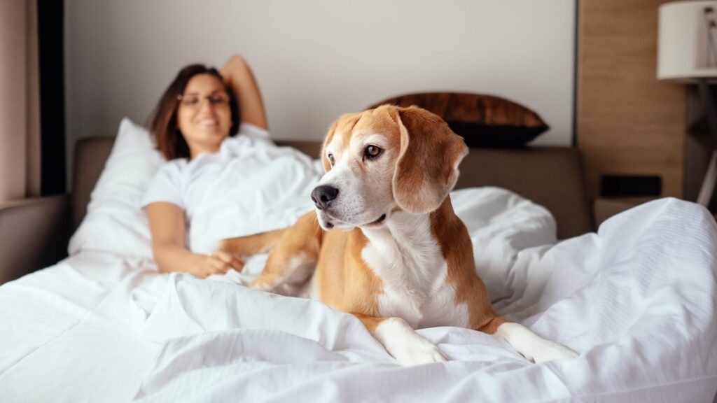 It is quite common for pets to lounge around in bed.