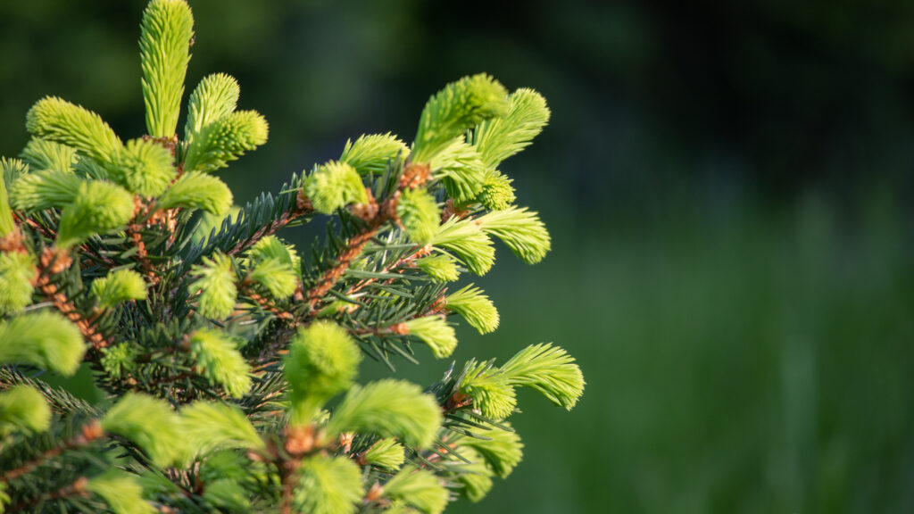 You throw spruce branches to your children: and you continue to deal with joint pain in the pharmacy