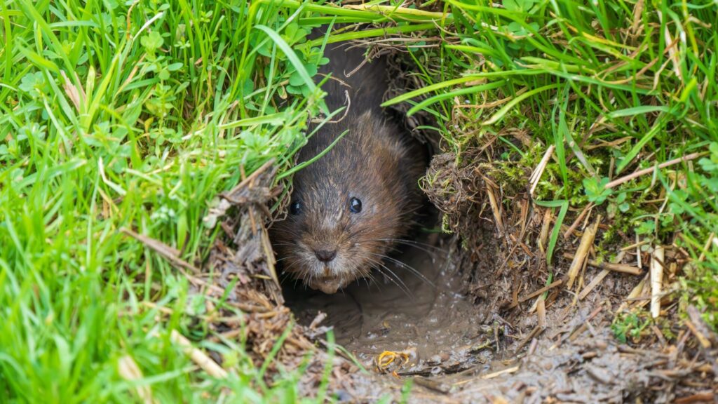 Voles will only stay in your garden until you serve them this twig