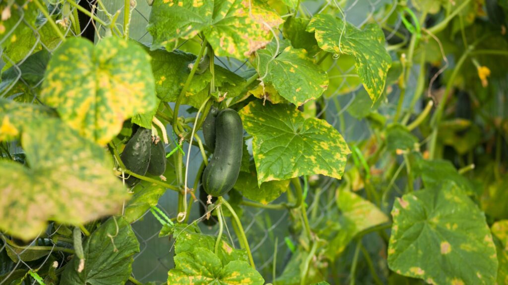 The yellow leaves of cucumbers need not frighten you: A simple trick will help