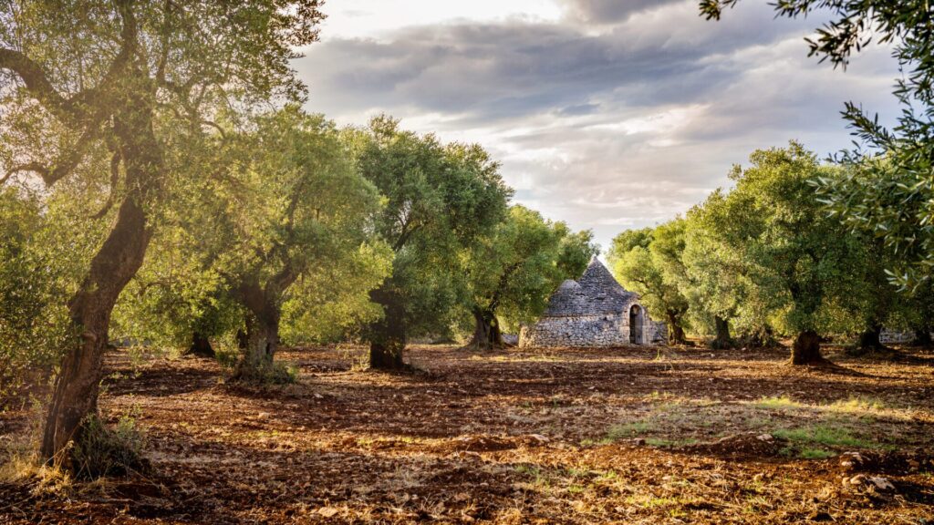 Olive groves can be several thousand years old.