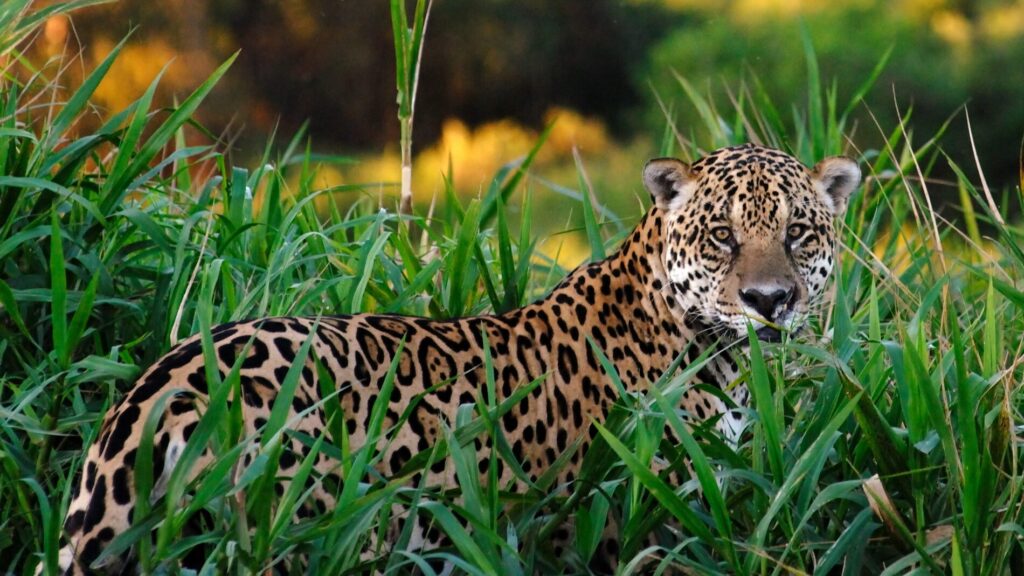 Jaguars are essential for maintaining biodiversity in rainforests and other habitats where they occur.