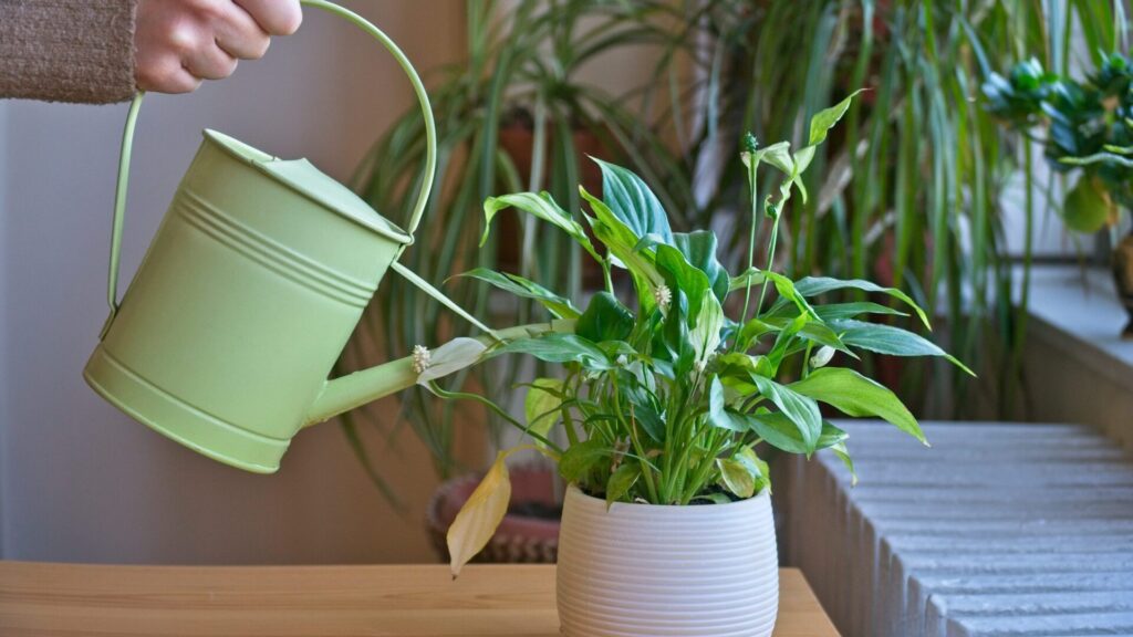 Houseplants are letting you know that it's already an ordeal for them