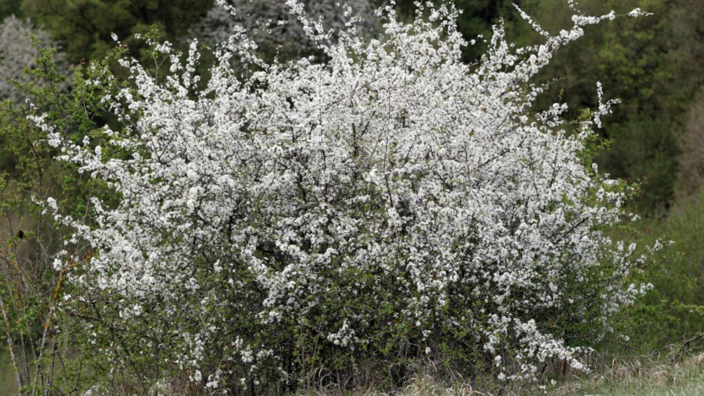 It gets rid of acne, improves digestion, calms sleep: But you haven't heard of this life-enhancer yet.