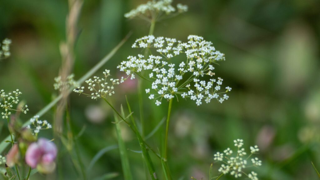 It's easy to overlook, but it's a useful herb.
