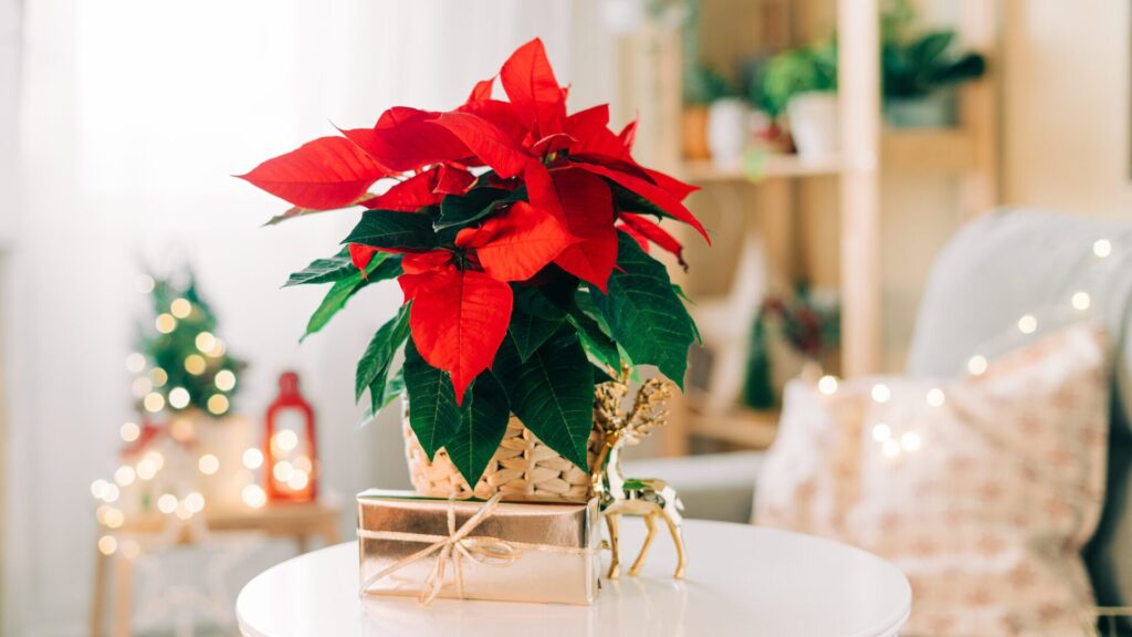 Poinsettias are extremely popular.