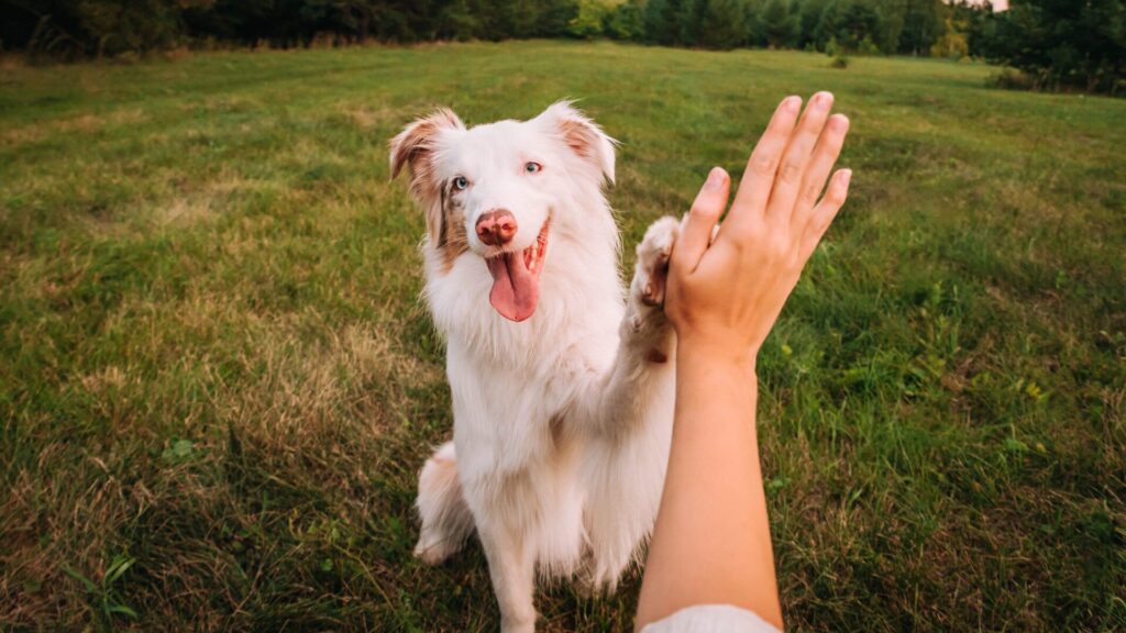 Pets bring a lot of joy.