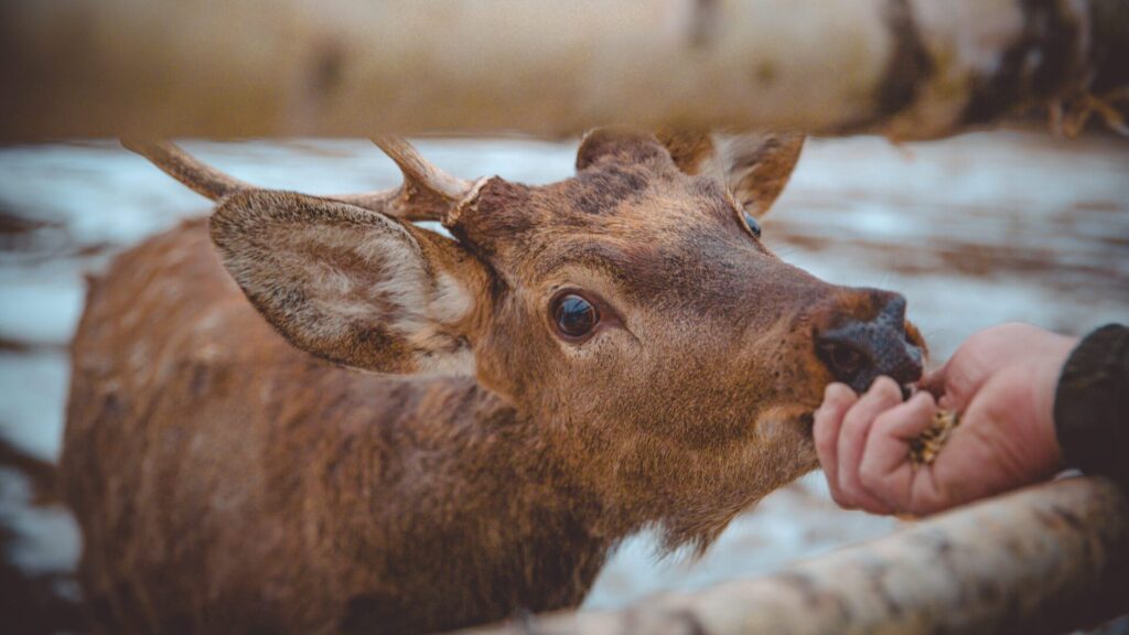 You're throwing this into the woods with a good feeling. And you're hurting the animals: Give them a Merry Christmas