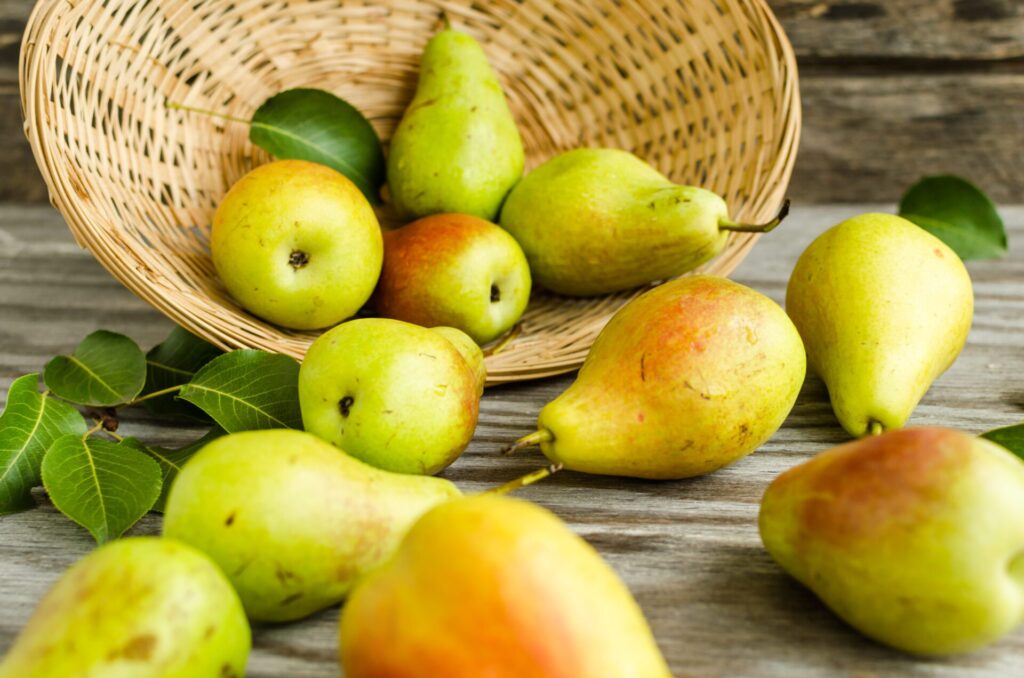 Pears have a very long history of cultivation.