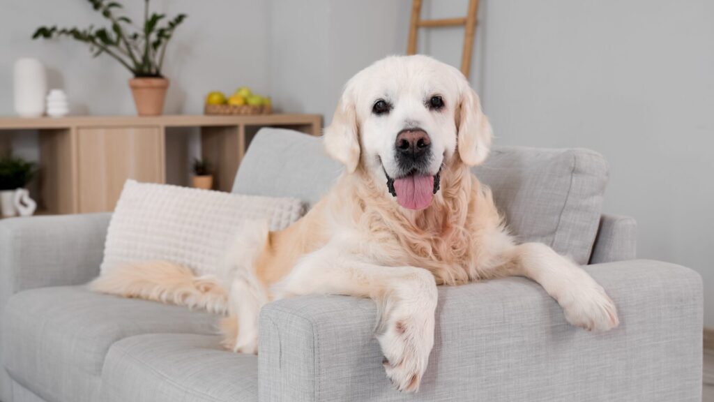 Your home smells. But it's slowly harming your pet: Vets warn against these cleaning products