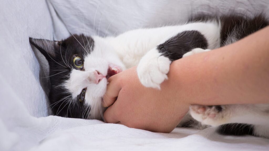 5 reasons why cats suddenly bite when stroked