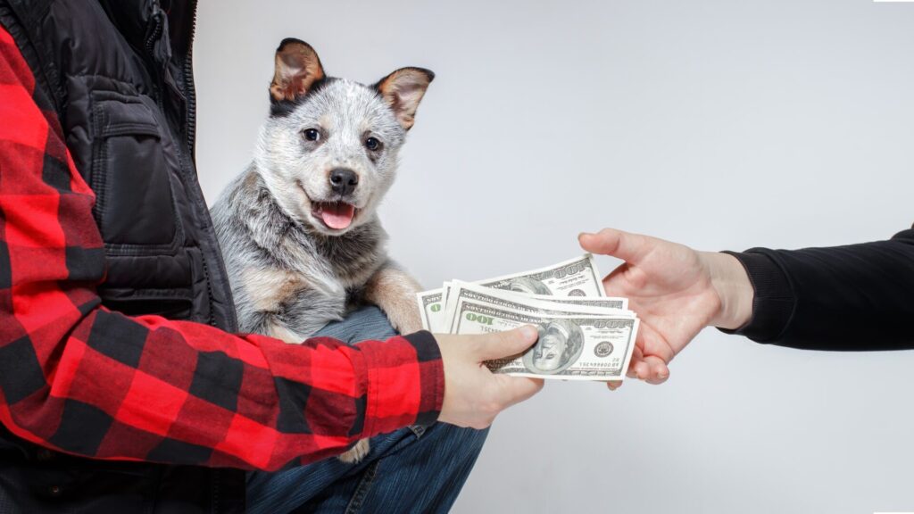 Prices for some breeds run into the hundreds of thousands.