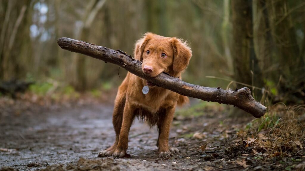 These dogs ignore commands, rules and you. And yet you love them: The dumbest dog breeds