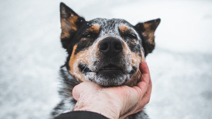 A dog is not a carpet: stop scrubbing it like a rag