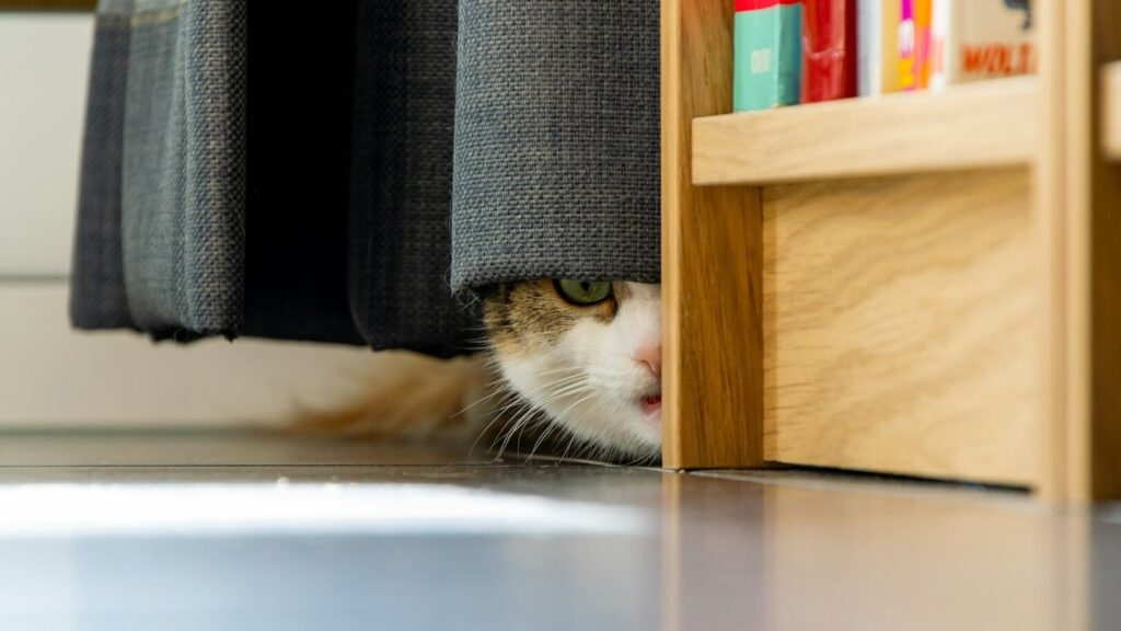Is the cat overreacting? Maybe he's just sensing something you're not sensing at all.