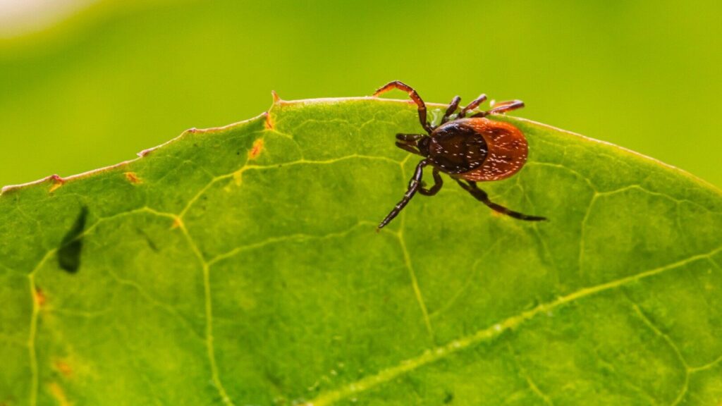 Do not plant these plants in your garden: They attract ticks like a magnet