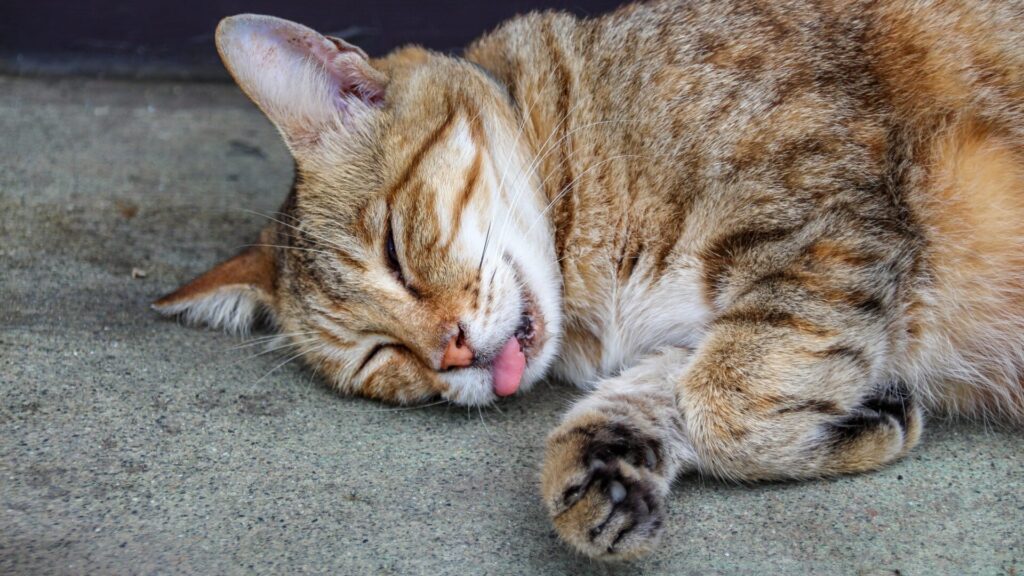 If your cat sticks his tongue out while sleeping, there may be several explanations.