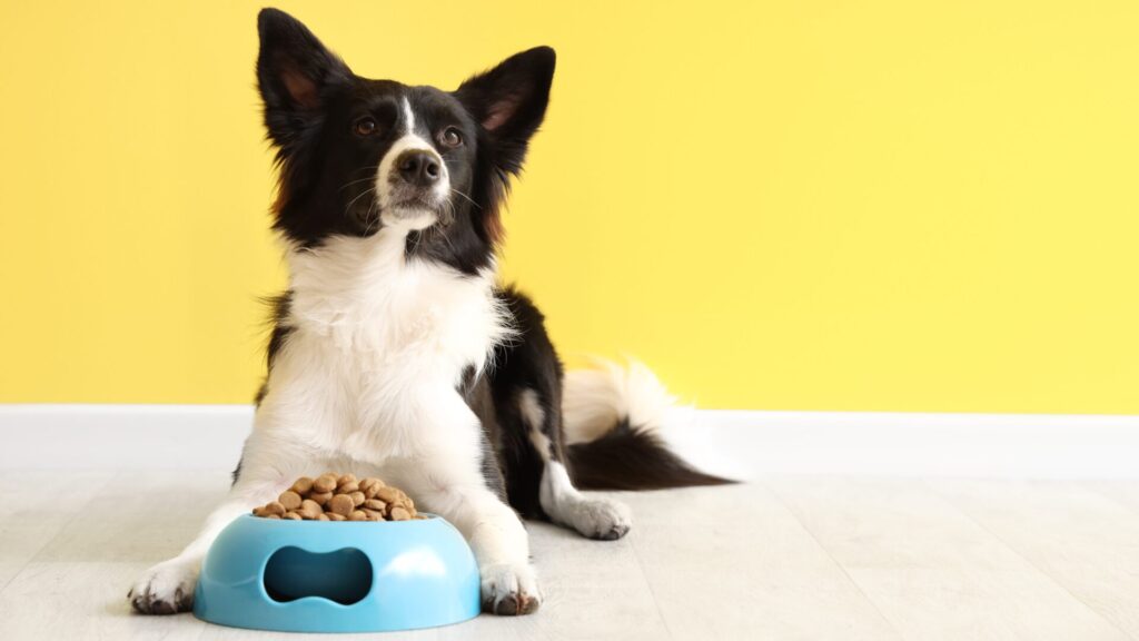 If a dog feels threatened by food, it may behave aggressively.