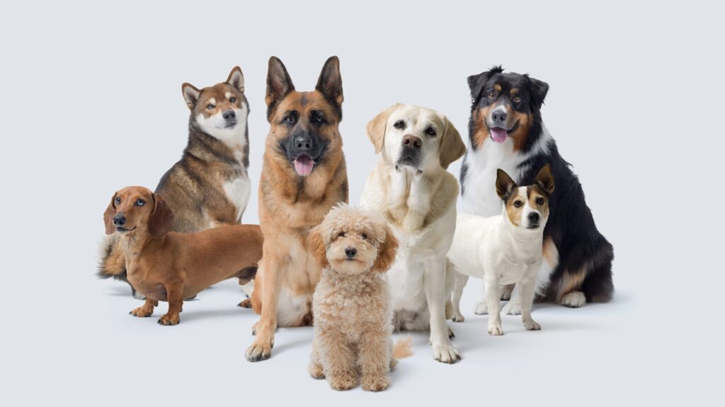 Some breeds are suitable for more experienced owners, others can handle even beginners, so you need to choose well.