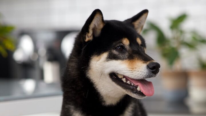 Rare breeds: almost nobody knows these dogs