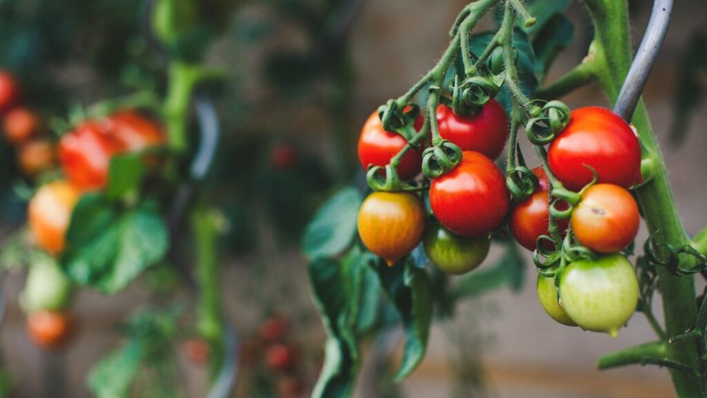 You should start growing tomatoes indoors in March if you want a bumper crop in summer