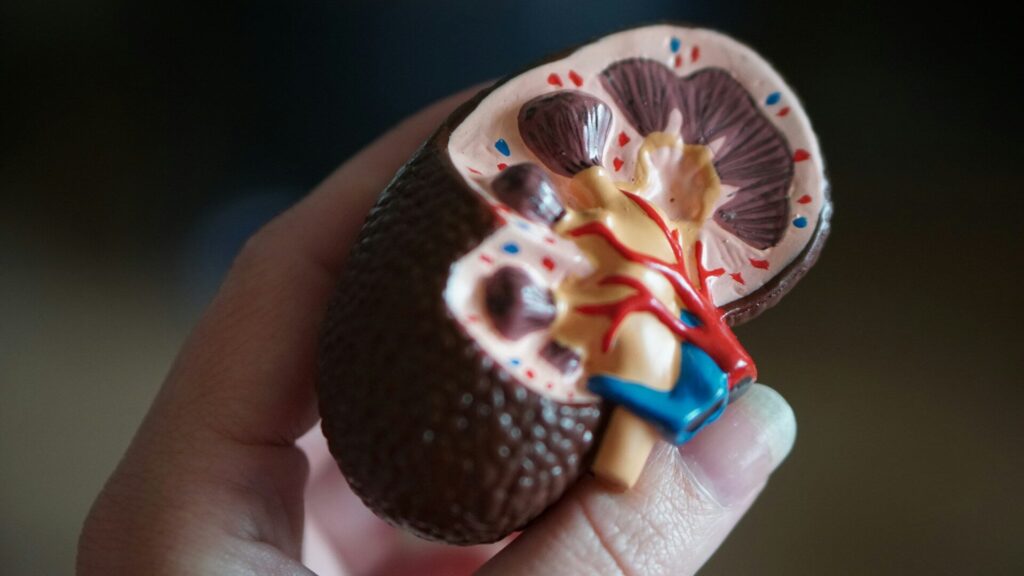 Potassium is very important for our body: But if you have too much of it, your kidneys can fail.