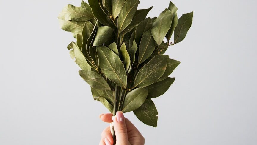 Stopping the moths: Forget naphthalene - Why bay leaves are much more effective in the cupboard