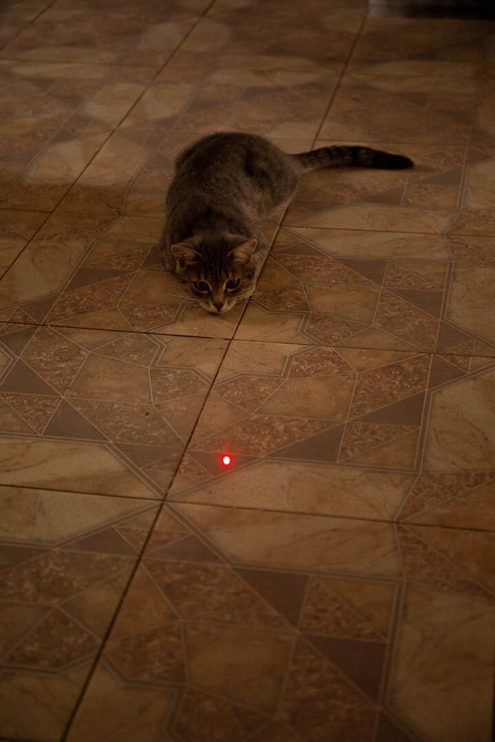 A laser pointer is practically mandatory equipment for cat owners. What they don't realise is that they are often actually hurting the animal.