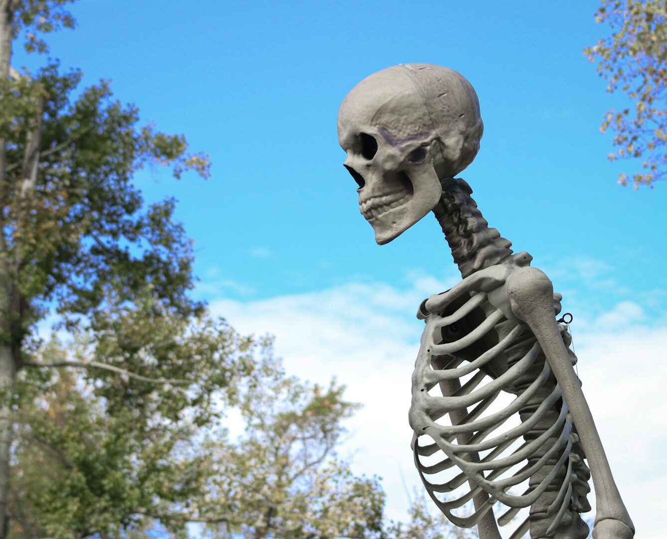 Did they teach you in school how many bones the human body has? And did they tell you that you had more than that as a child?